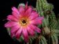 Preview: Blüte der Mutterpflanze